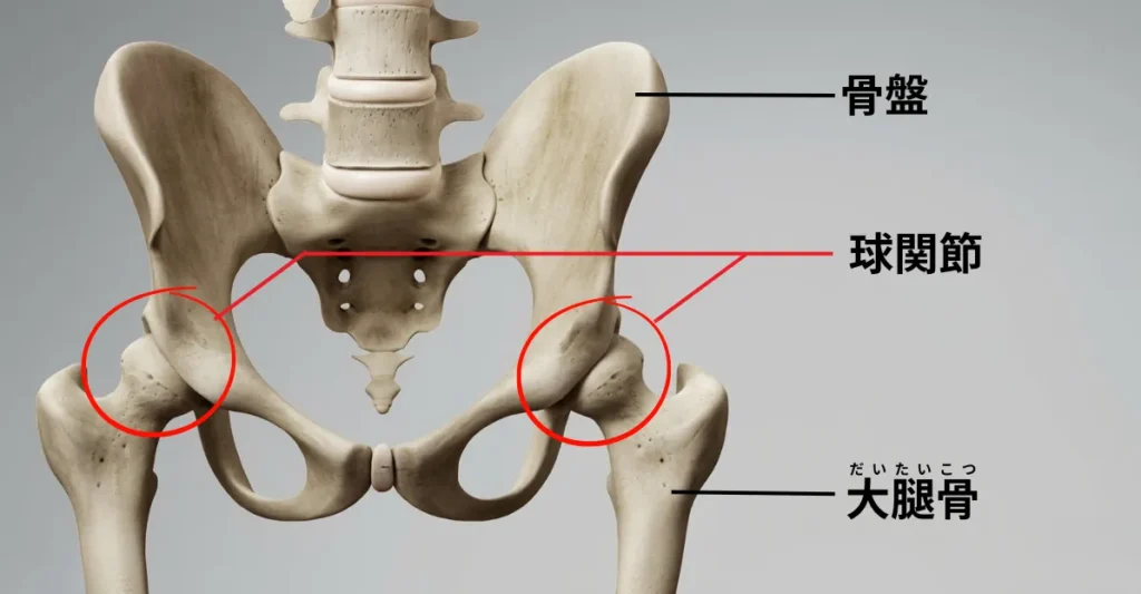 股関節の構造｜骨盤と大腿骨がつながる球関節の仕組み