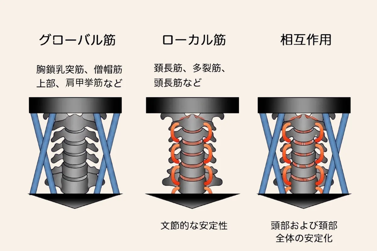 頸椎を支えるグローバル筋とローカル筋の役割と相互作用を示したイラスト