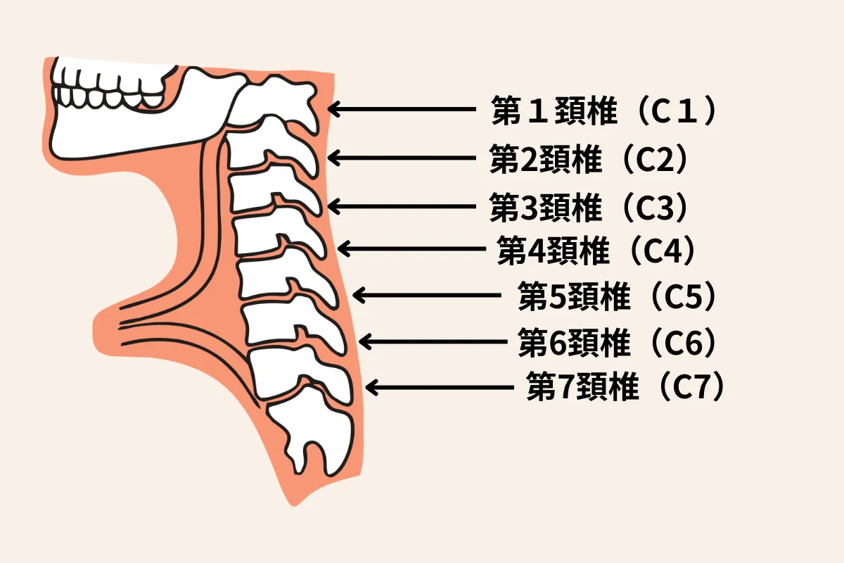 頸椎（C1〜C7）の構造を示した解剖図