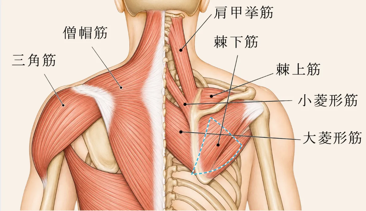 肩甲骨を動かす僧帽筋、前鋸筋、菱形筋などの筋肉の位置を示した解剖図