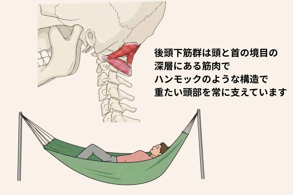 後頭下筋群がハンモックのように頭部を支える仕組みを示したイラスト