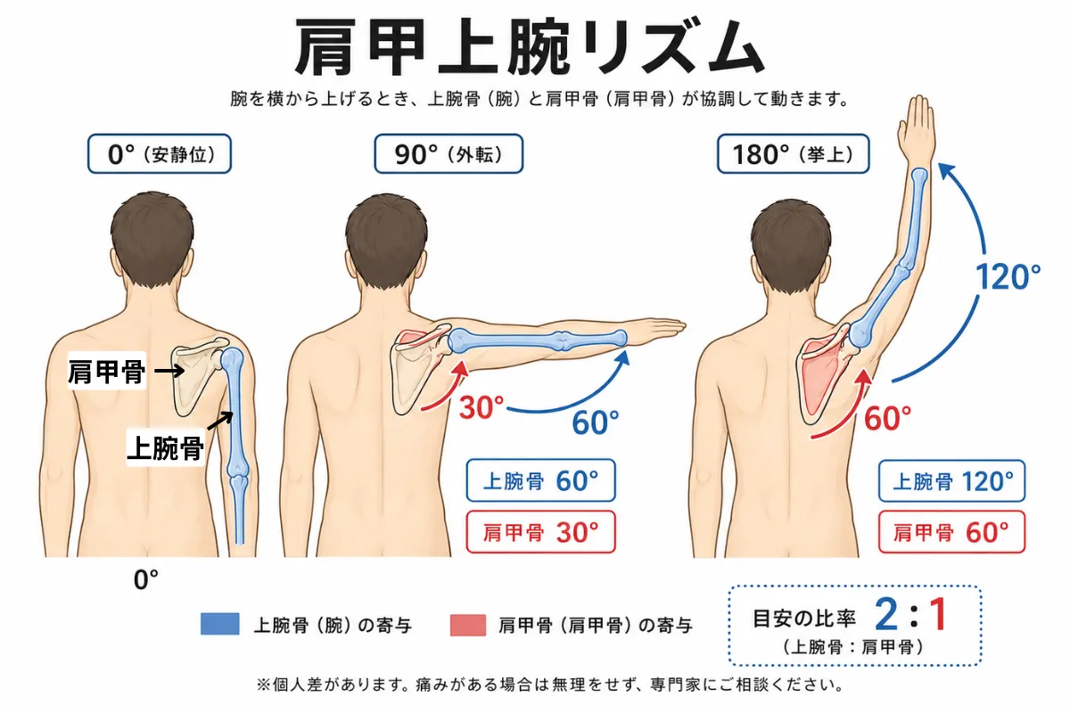 腕を上げる時に肩甲骨と肩関節が一緒に動く肩甲上腕リズムの図解